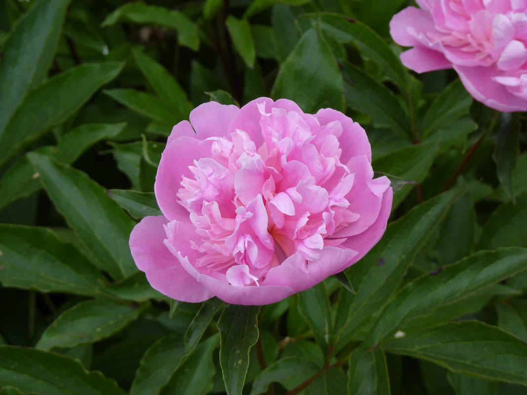 Paeonia sp3 photo